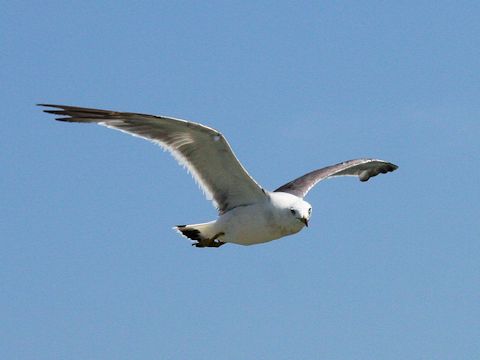 Larus crassirostris