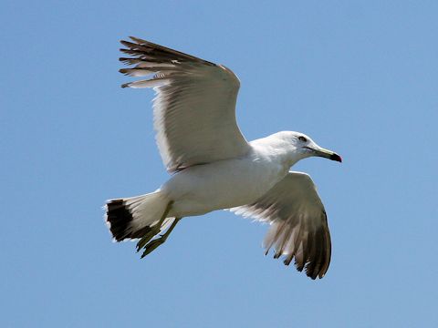 Larus crassirostris