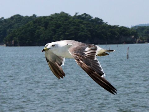 Larus crassirostris