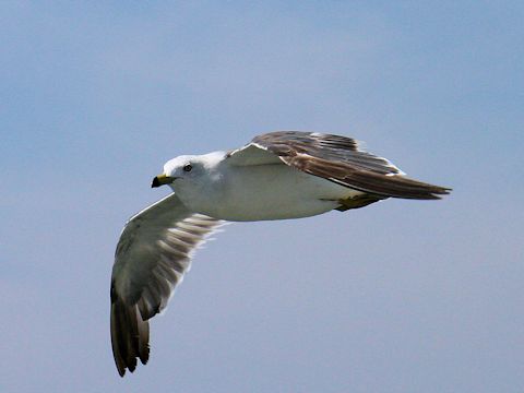 Larus crassirostris