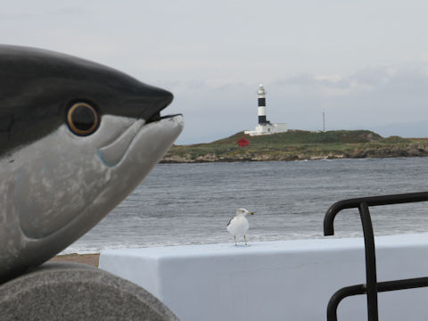 Larus crassirostris