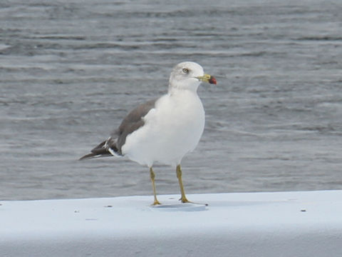 Larus crassirostris