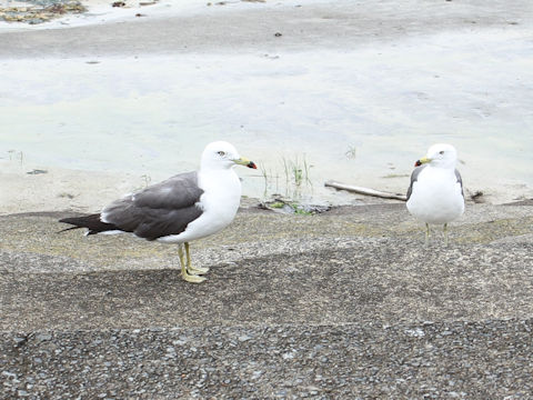 Larus crassirostris