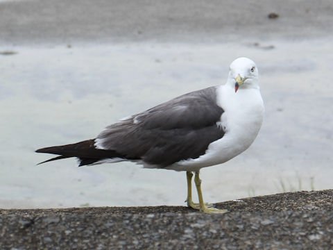 Larus crassirostris