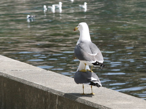 Larus crassirostris