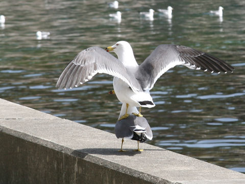 Larus crassirostris