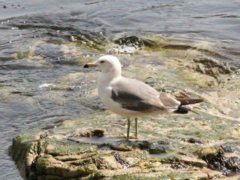 Larus crassirostris