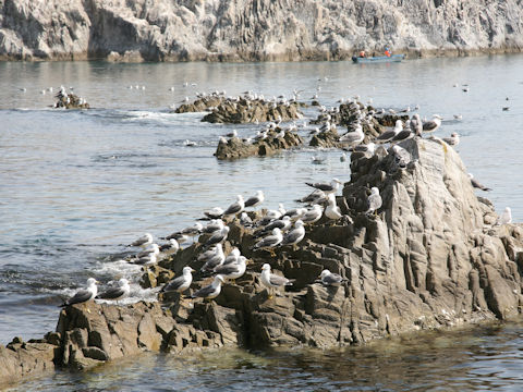 Larus crassirostris