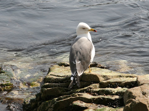 Larus crassirostris