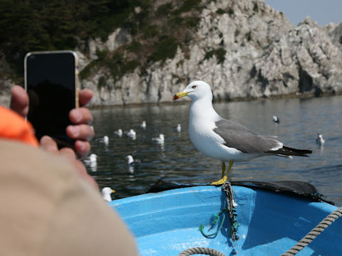 Larus crassirostris