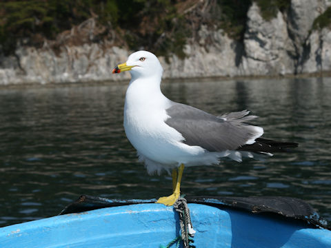 Larus crassirostris