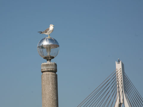 Larus crassirostris