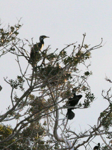 Phalacrocorax capillatus