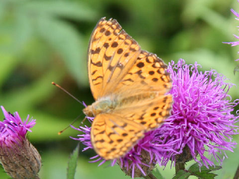 Fabriciana adippe