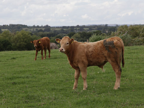 Bos taurus