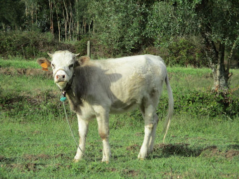 Bos taurus