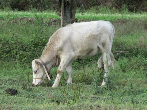 Bos taurus