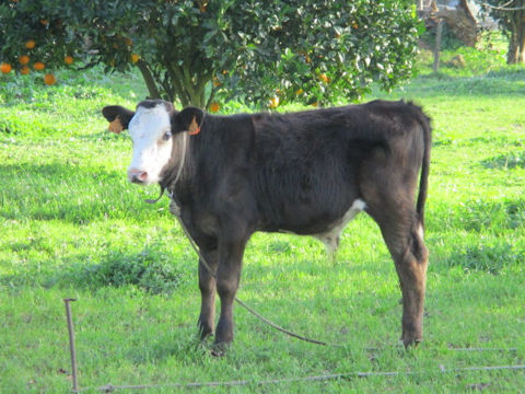 Bos taurus