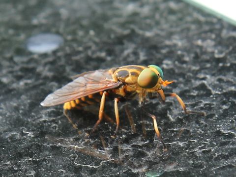 Tabanus trigonus