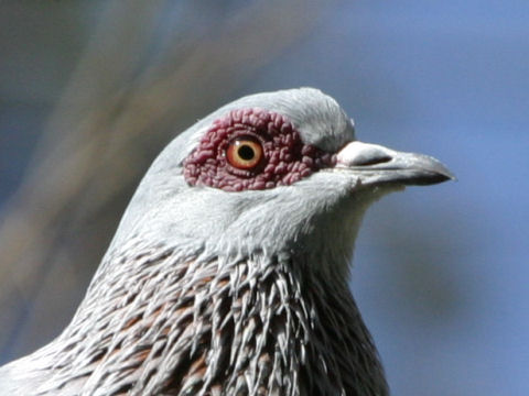 Geopelia cuneata