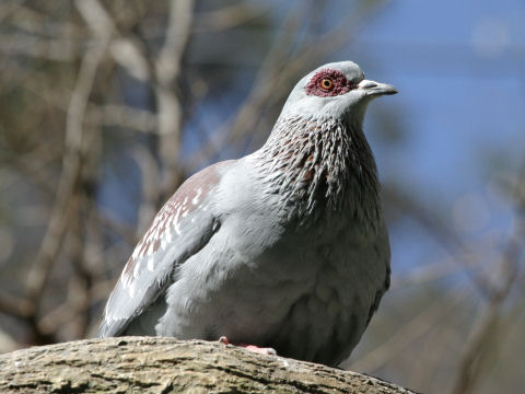 Geopelia cuneata