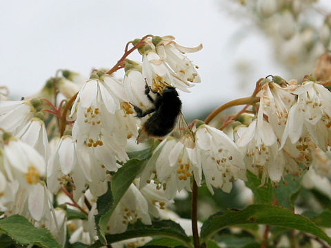 Andrena prostomias