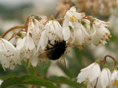 Andrena prostomias