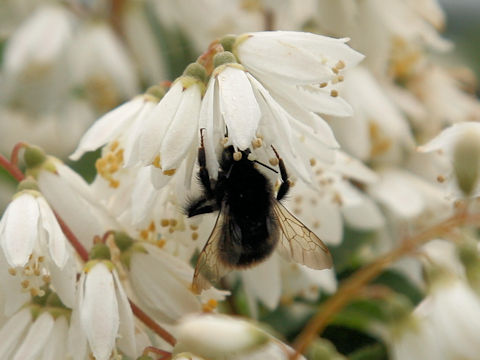 Andrena prostomias