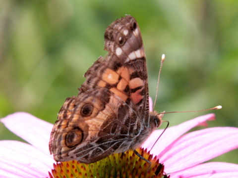 Vanessa virginiensis