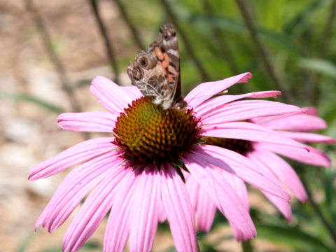 Vanessa virginiensis