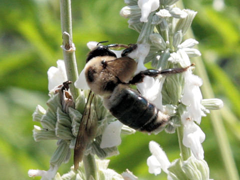 Xylocopa virginica