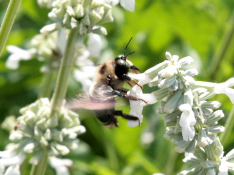 Xylocopa virginica