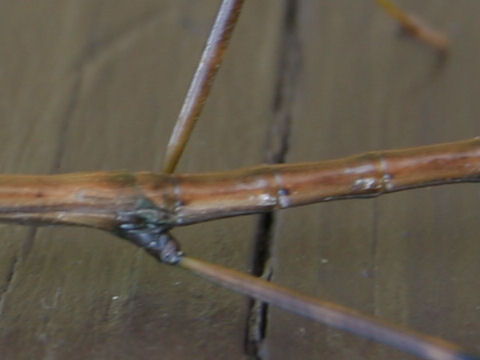 Diapheromera femorata