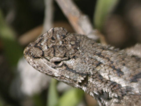 Sceloporus occidentalis