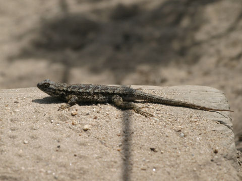 Sceloporus occidentalis