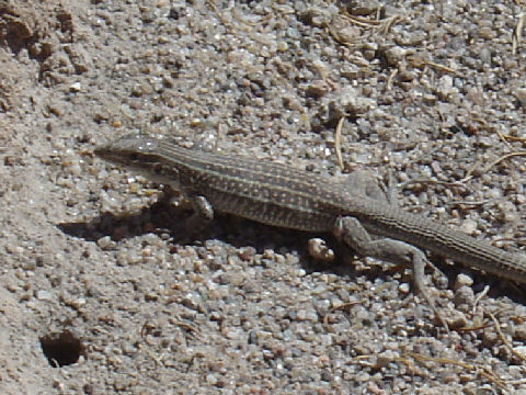 Cnemidophorus tigris