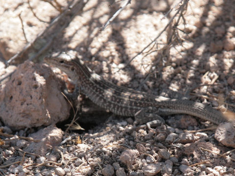 Cnemidophorus tigris