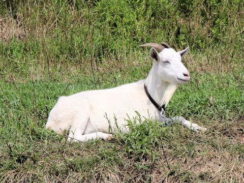 Capra sp.