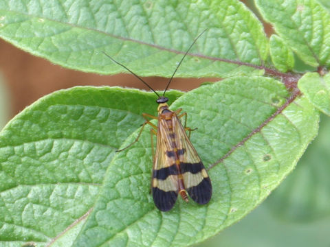 Panorpa japonica