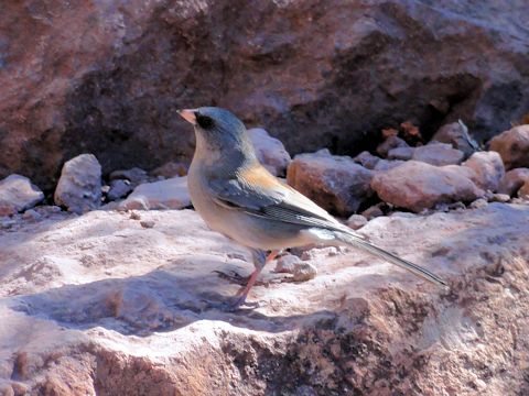 Junco hyemalis