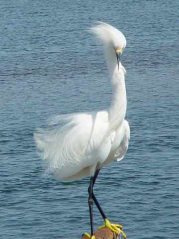 Egretta thula