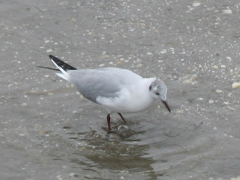 Chroicocephalus ridibundus