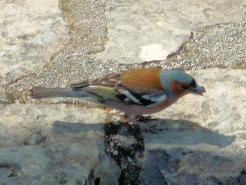 Fringilla coelebs