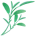 Sage