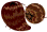 Taro