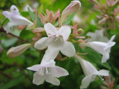 Abelia x grandiflora