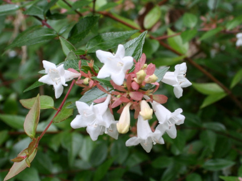 Abelia x grandiflora