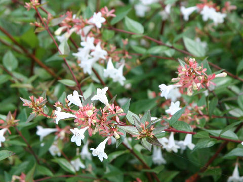 Abelia x grandiflora