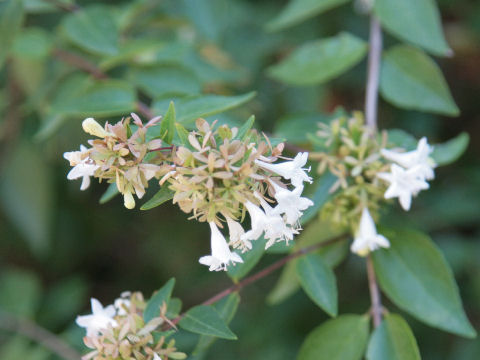 Abelia x grandiflora