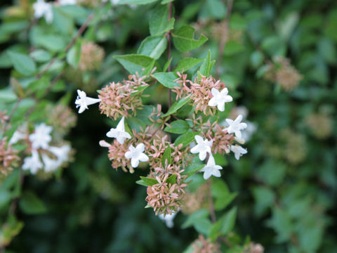 Abelia x grandiflora